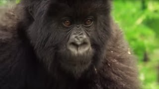 Meet This Family of Mountain Gorillas  Cousins  BBC Earth [upl. by Lucina]