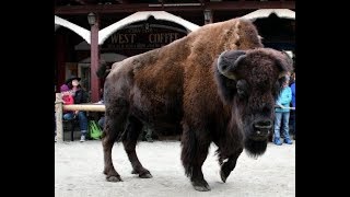 Pullmancity 2018  American History Show  Auge in Auge mit dem Bison [upl. by Iyre]