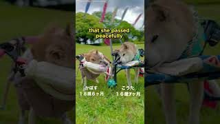 Doge Meme Shiba Inu Kabosu Passes Away at 18 dogs [upl. by Atnauq]