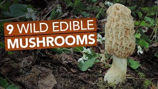 9 Wild Edible Mushrooms You Can Forage This Spring [upl. by Weingarten]