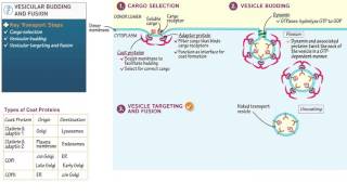 Cell and Molecular Biology Vesicular Budding and Fusion [upl. by Akoyn]