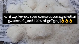 ഇത് യൂറിയ ഈ വളം ഇതുപോലെ പച്ചക്കറി കൃഷിയിൽ ഉപയോഗിച്ചാൽ 100 വിളവ് ഉറപ്പ് [upl. by Anitnemelc]