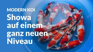 Die Nisai aus dem Naturteich Tateishi  Modern Koi Blog 7047 [upl. by Nyrhtak]