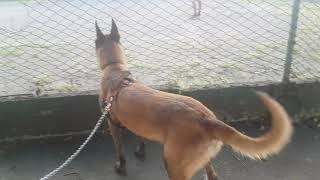 Belgian Malinois barking at tennis ball [upl. by Sairu]