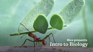 Intro to Biology Online Course Ecology Evolution and Biodiversity  Rice University Online [upl. by Riffle]