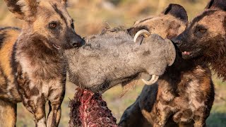 Terrific encounters of Wild Dogs with Warthogs [upl. by Nahem]