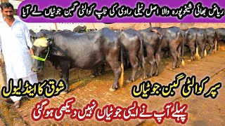 Dairy Farming Tips For Beginners  Riazs Bhai OUTCLASS Gabban Jotian  niliravibuffalo farming [upl. by Stokes51]