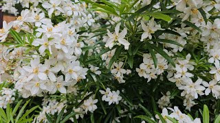 Choisya mexican Orange Bloosom plant care in the UK  silgys Rose Garden Malayalam Garden Uk [upl. by Catherin]