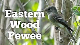 The Eastern Wood PeweeMini Documentary ID Migration diet habitat behavior conservation [upl. by Dahraf]