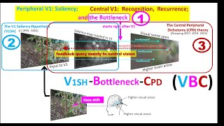 Peripheral V1 Saliency Central V1 Recognition Recurrence and the Bottleneck [upl. by Retep625]