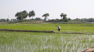 GLOBALink  Desertification control brings environmental economic benefits in NE Chinas Liaoning [upl. by Enitsirhk872]