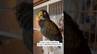 😄LISTEN How My Pionus Parrot is LAUGHING at Me [upl. by Alexandria848]