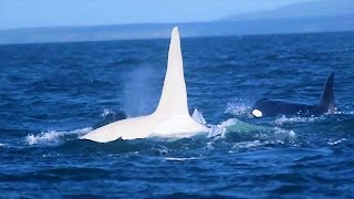 3 Years After This White Killer Whale Vanished A Scientist Made An Incredibly Rare Sighting [upl. by Joete]