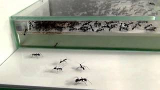 27 07 2013 Camponotus Singularis [upl. by Aitercul]