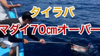 伊勢湾 タイラバで真鯛70cmオーバー Fish Boat Deep Sea Fishing [upl. by Adin]