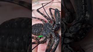 Tailless Whip Scorpion Nature’s Creepiest Gentle Giant shorts [upl. by Eyahc417]