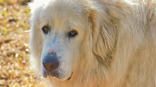 Exploring the Wild Nature of the Great Pyrenees [upl. by Michaud]