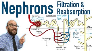 Nephrons  Filtration and Reabsorption Basics [upl. by Anirrok]