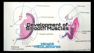 Development of Muscular system Embryology Part 2  Smooth muscle embryology [upl. by Ailaham]