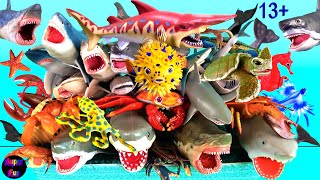 NEW Sea Animals  Sharks Whales Fish Shellfish Cephalopods Crustaceans Turtles Reptiles Rays 13 [upl. by Anived467]