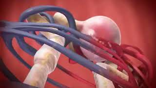 Glomerular Filtration animation [upl. by Enhpad]