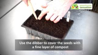 Sowing Tomato Seeds  Vitopod Heated Propagator [upl. by Ranice]