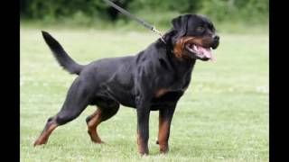 American Rottweiler vs German Rottweiler vs Serbian rottweiler [upl. by Dunkin]