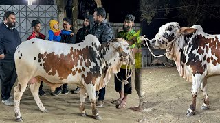 কিনেই ফেললাম আমাদের ২০২৫ সালের কোরবানির গরু ❤️ আলহামদুলিল্লাহ্ [upl. by Fem557]