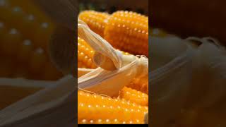 Beautiful Sweet corn seeds music love agriculture [upl. by Nuahc81]