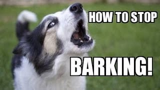 How to TEACH ANY DOG to STOP BARKING Humanely Effectively and Naturally [upl. by Esmeralda761]