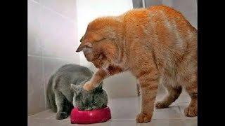 😺 How to feed a cat 🐈 Funny video with cats and kittens 😸 [upl. by Sindee]