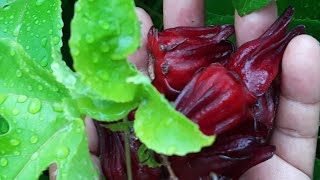 Health Benefits of Sorrel Boost Immunity and Help Prevent Disease Helps Clear Nasal Congestion [upl. by Aihceyt321]