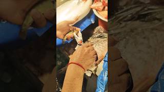 Deshi Koi Fish Cleaning With Scissor  Fish Cutting Skills shorts fish cleaning koifish [upl. by Auqinehs]