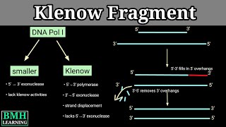 Klenow Fragment  How Klenow Fragment Is Formed [upl. by Kirit]