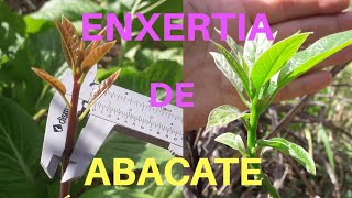 NÃO FAÇA MAIS ENXERTOS DE ABACATE ANTES DE VER ESSE VÍDEO e tenha mais sucesso INJERTO DE AGUACATE [upl. by Gnaw]