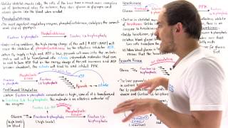 Regulation of Glycolysis in Liver Cells [upl. by Greyson]