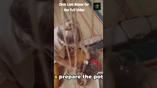 Rooting Process Easy Ways to Grow Your Garden Plant Propagation from Cuttings  Vegetables amp Plants [upl. by Beulah]