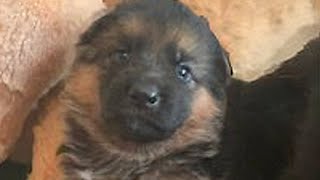 Tiny German Shepherd puppy starts service dog school [upl. by Enid]