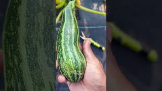 Cocozelle quotMost Flavorful Zucchini Ever quot Quick Harvest tips zucchini squash garden [upl. by Iba]