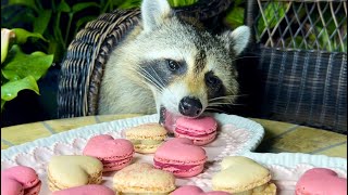 Raccoons Steal and Eat Macarons  Wild Raccoons Celebrate Valentines Day [upl. by Leanatan775]