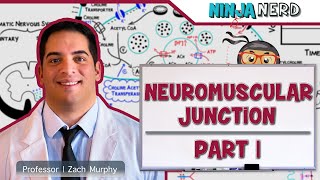 Musculoskeletal System  Neuromuscular Junction  Neuromuscular Transmission Part 1 [upl. by Alleras]