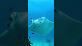 Amazing view viralshort nature trandingshorts suggested subscribe foryou sea fish [upl. by Nierman368]