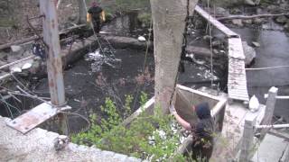 Harvesting alewives at Grist Mill Stream [upl. by Drawets]