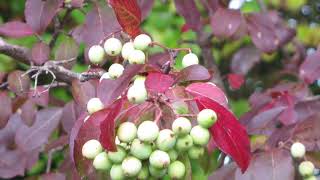 Viburnum prunifolium blackhaw [upl. by Lowenstern]