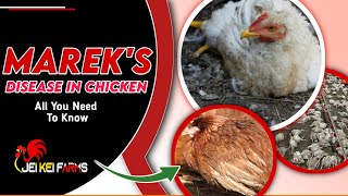 Mareks Disease Of ChickensSymptoms Prevention And Treatment Paralysis [upl. by Mindi]