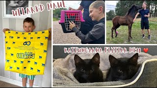 Vi hämtar hem våra nya kattungar Ullaredhaul och William Takeover  VLOGG [upl. by Sunil]