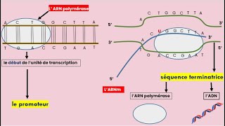 La Transcription de lADN en ARNm [upl. by Pardoes]