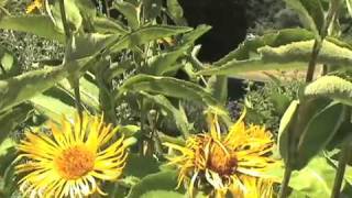 Elecampane Inula helenium [upl. by Hochman193]