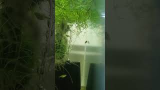 kubotai rasbora aquarium fishtank fish freshwateraquarium fishfam aquascape aquascape [upl. by Anne-Marie]