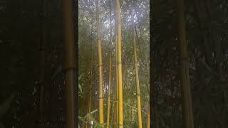 Phyllostachys Aureosulcata Spectabilis [upl. by Yelekreb]